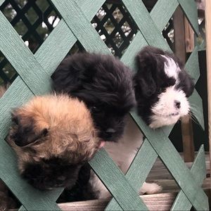 Meet your Posher, Cam